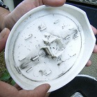 ブロアーのメンテナンス